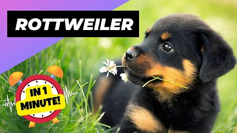 Rottweiler - In 1 Minute! 🐶 One Of The Most Intelligent Dog Breeds In The World | 1 Minute Animals