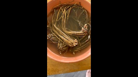 Asparagus roots