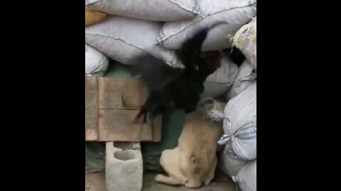 Chicken Shows To The Dog WHO Is The Real Owner Of The Territory