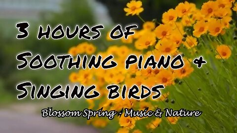 Soothing music with piano and bird sound for 3 hours, relaxation music for stress relief