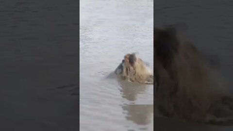 Hippo Throwing Baby Buck in the Air / Wildlife at its best