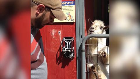 An Angry Goat Argues With A Man