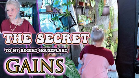 The Secret To Growing Bigger Houseplants! Grow Tent Update