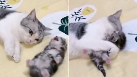 mommy cat hugs her baby kitten having a nightmare