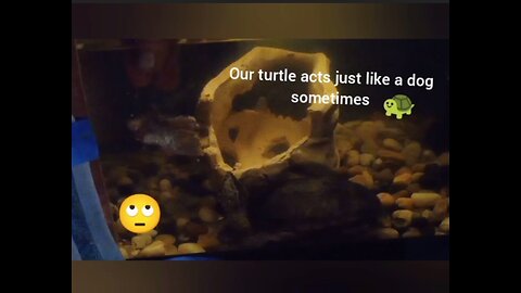 Funny Turtle demand food now