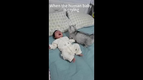 cat reaction on the baby cry