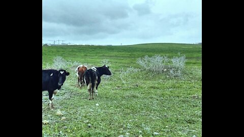 Cows grazing in the grass