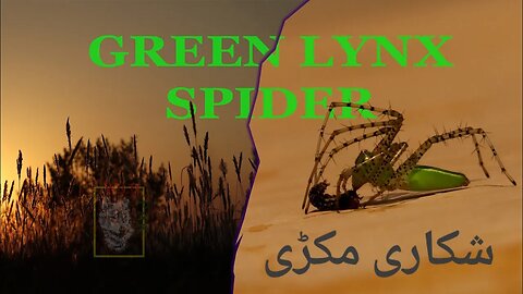 Green Lynx Spider شکاری مکڑی