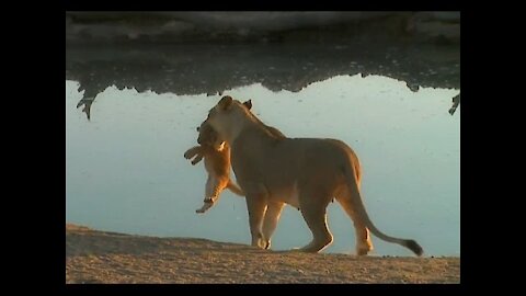 When a lion cub won't listen to mom