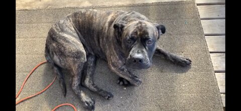 Mastiff Caught Trying to Steal Eggs