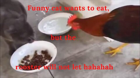 Funny cat wants to eat, but the rooster will not let hahahah