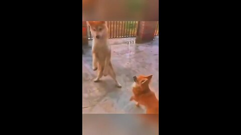 Funny animal videos