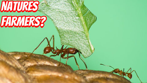 How Important Are Ant In Nature?