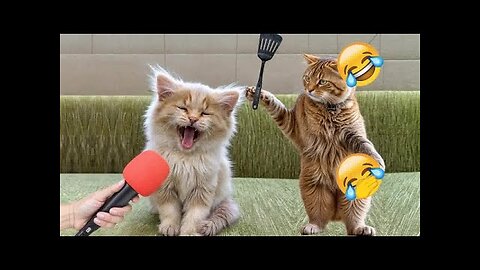 Cats vs. Dogs: The Ultimate Battle of Funny Fails