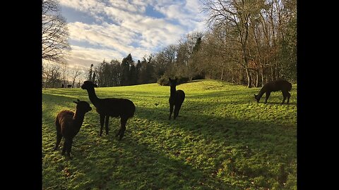 Our flock protectors - the Alpaca