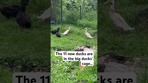 Our ducks are CONFUSED why more ducks are in their kennel #animals #shorts