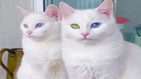 Two cute cats very beautiful eyes