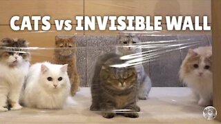 Cats vs Invisible Wall | Kittisaurus