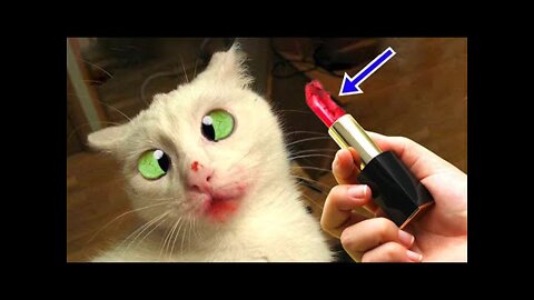 Funniest Cat Videos on the Planet - Best Funny Animal Videos 2022 | Life Funny Pets