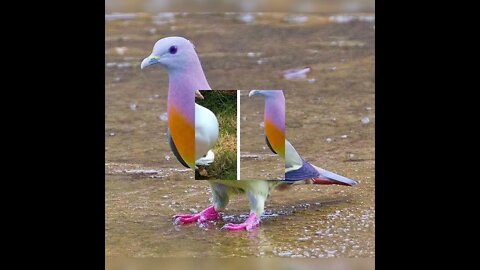 fancy kbotar.swat kbotar.milsi kbotar .fancy 🐦 pigeon