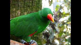 Un perroquet est agacé d'être pris la patte dans le sac