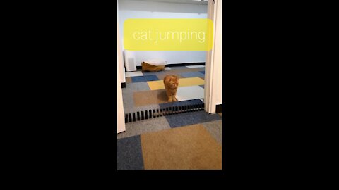 Cat jumping.super cat