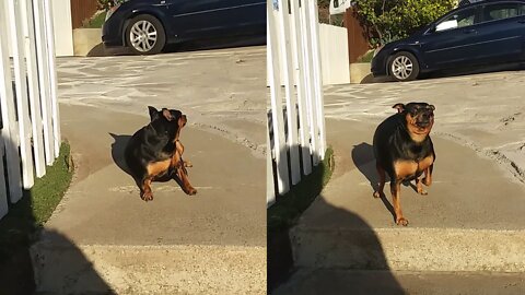 Great Lucy doesn't want to go down the stairs because her legs are short, she fakes her owner