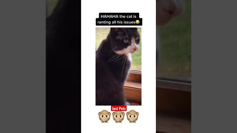 Ya ya ya #shorts #tiktok #cute #funnyvideos #cat