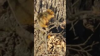 Busy squirrel