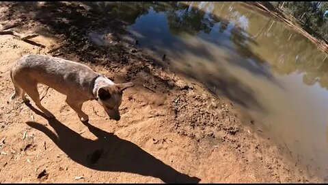 Trail Camera 1 and 2 at the dam #feralpig #feralcats #dingoes #wildlife #offgrid #offgridhomestead