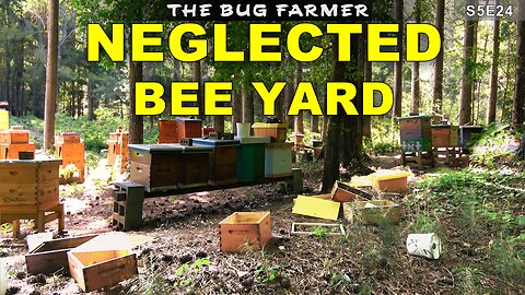 The Neglected Bee Yard | I spent all summer at the farm and left these girls on auto pilot.