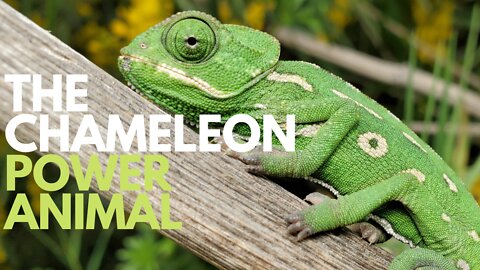 The Chameleon Power Animal