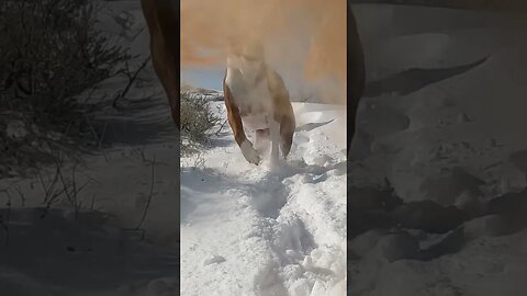 #dog #mountains #snow #idaho #run #boise