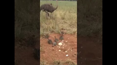 Ostrich Chicks at Safari Park