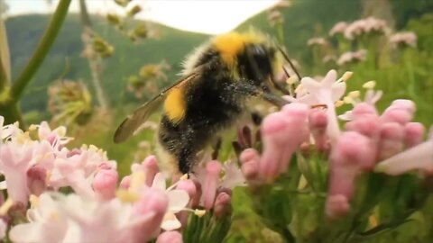 Bumblebee collects nectar from the flower. Close-up macro.