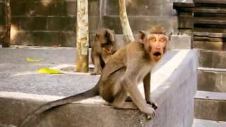 Monkey in Bali tries attacking tourist!