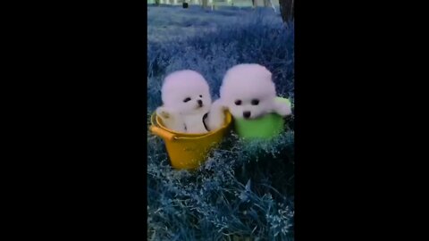 Cute two creazy pets looking for ice cream ☺️ | funny pet videos | cute and funny dog videos |