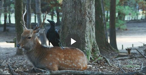 It is so patient and kind! What are the crows doing?