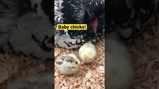 Baby chicks