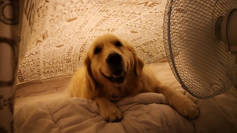 Golden Retriever discovers best way to beat the heat