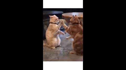 Funny Animals - Happy Dog & Cat - Chatty Parrot