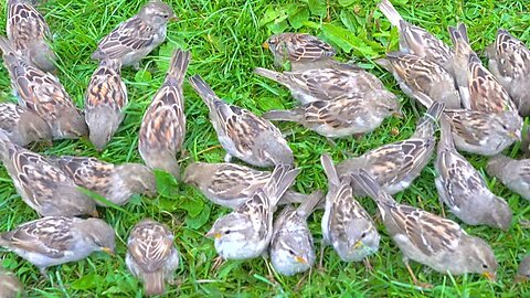 Bit More of Chirping and Chattering House Sparrows on Green Grass