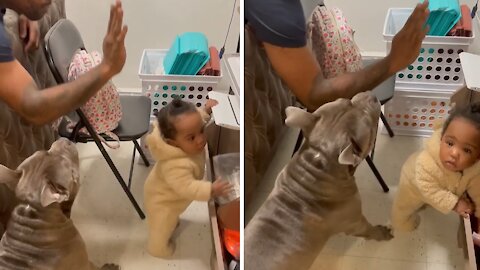 Dog Protects Baby When Dad Pretends To Hit Her