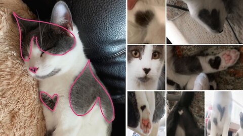 Woman Adopts Two Cats And And Discovers One Is Covered In Hearts