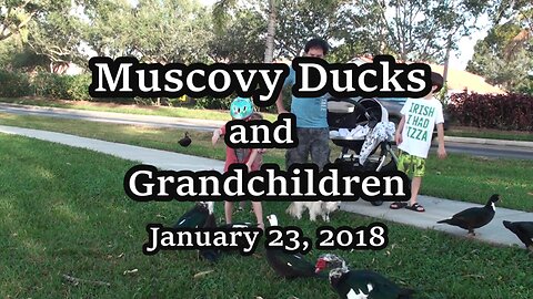 Muscovy Ducks and the Grandchildren 2018