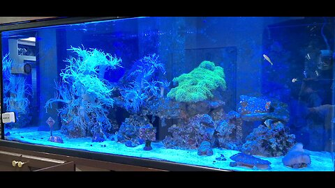 Saltwater aquarium maintenance