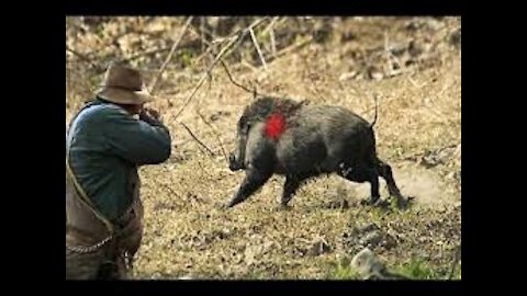 Wild Boar Hunting in Morocco