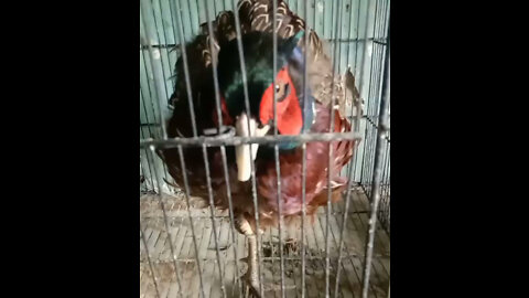 Birds market of quetta pakistan