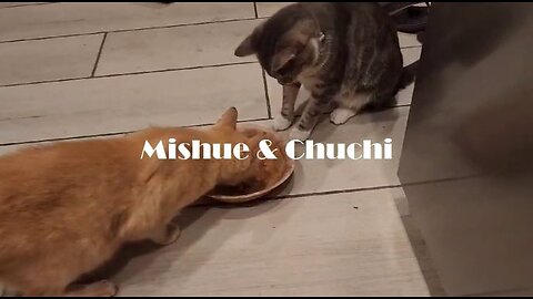 2023 M08 19 Mishue y Chuchi