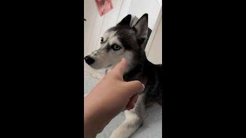 🐱‍🐉Funny husky😘💕🤞✨